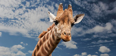 A fun picture of a curious giraffe to cheer anyone up