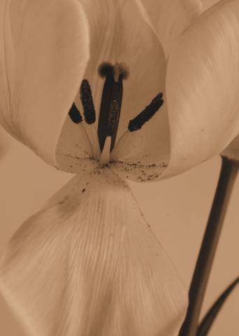 slideshow