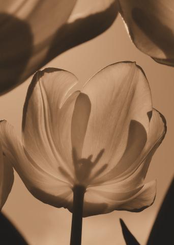 slideshow